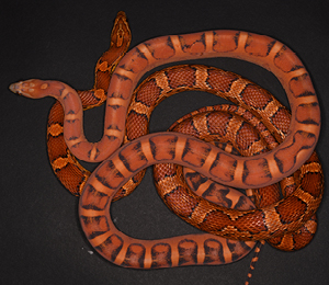 Le premier serpent génétiquement modifié au monde