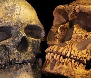 La rencontre entre Néandertal et Sapiens racontée par leurs génomes