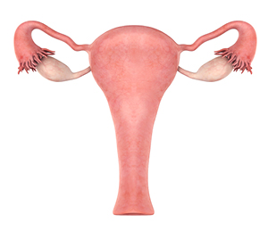 On a découvert le gène de la détermination de l’ovaire