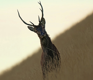 Filmer les luttes écologiques